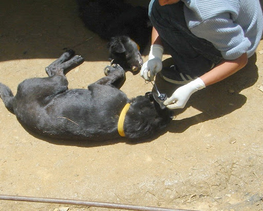 A yellow collar is put on them which ...