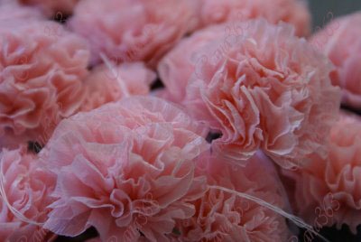 [DSC08661[9].jpg]