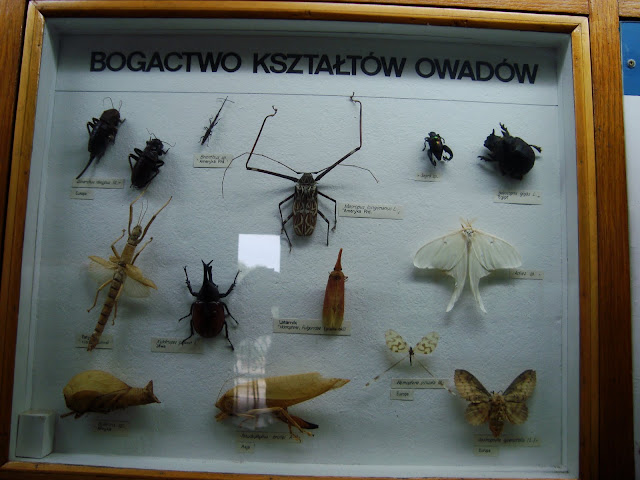 Owad owadowi nierówny...