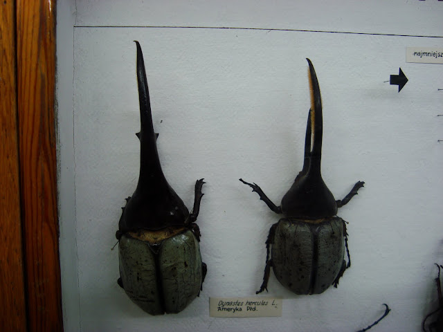 Herkules