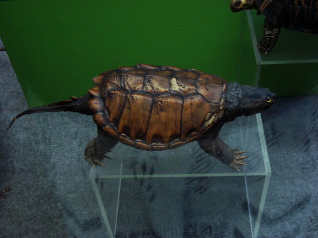 Muzeum Przyrodnicze we Wrocławiu - Żółw aligatorowy