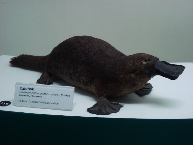 Muzeum Przyrodnicze we Wrocławiu - dziobak