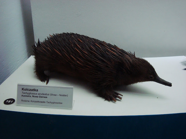 Muzeum Przyrodnicze we Wrocławiu - kolczatka
