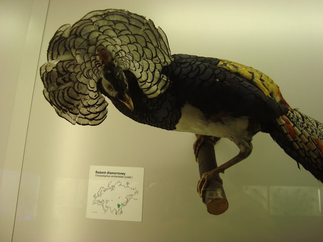 Muzeum Przyrodnicze we Wrocławiu - Bażant diamentowy