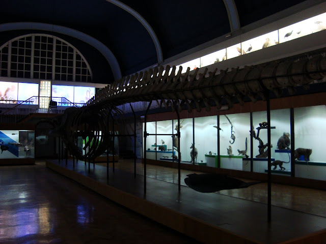 Muzeum Przyrodnicze we Wrocławiu - szkielet płetwala błękitnego