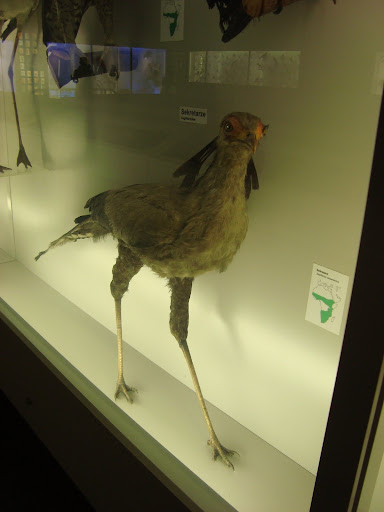 Muzeum Przyrodnicze we Wrocławiu - Sekretarz