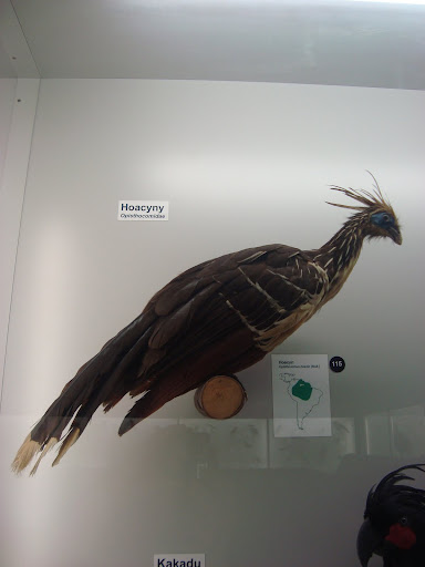 Muzeum Przyrodnicze we Wrocławiu - Hoacyn