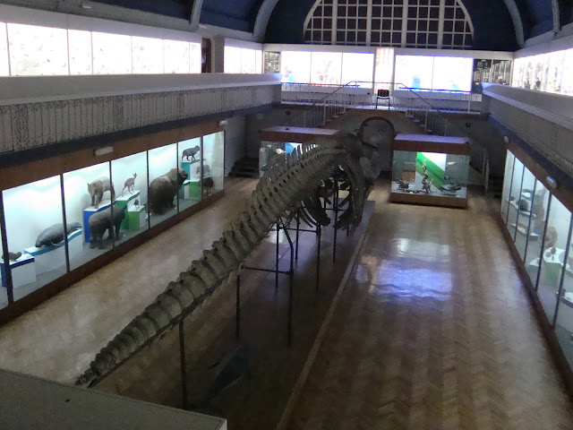 Muzeum Przyrodnicze we Wrocławiu - sala "Świat zwierząt"