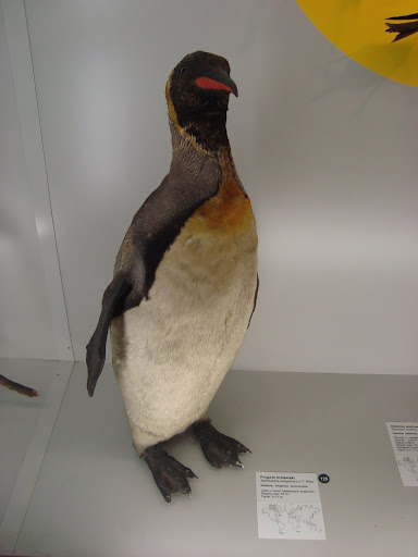 Muzeum Przyrodnicze we Wrocławiu - Pingwin królewski