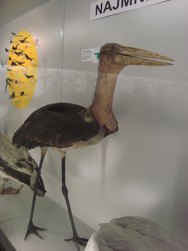 Muzeum Przyrodnicze we Wrocławiu - Marabut
