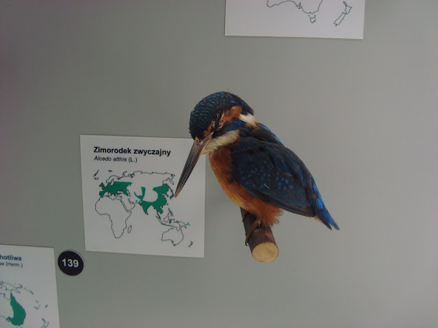 Muzeum Przyrodnicze we Wrocławiu - Zimorodek zwyczajny