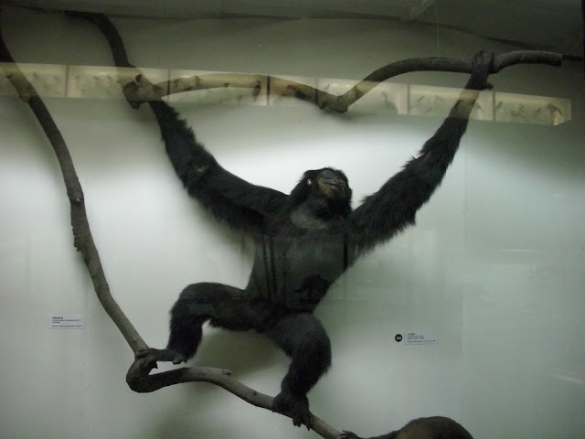Muzeum Przyrodnicze we Wrocławiu - Siamang