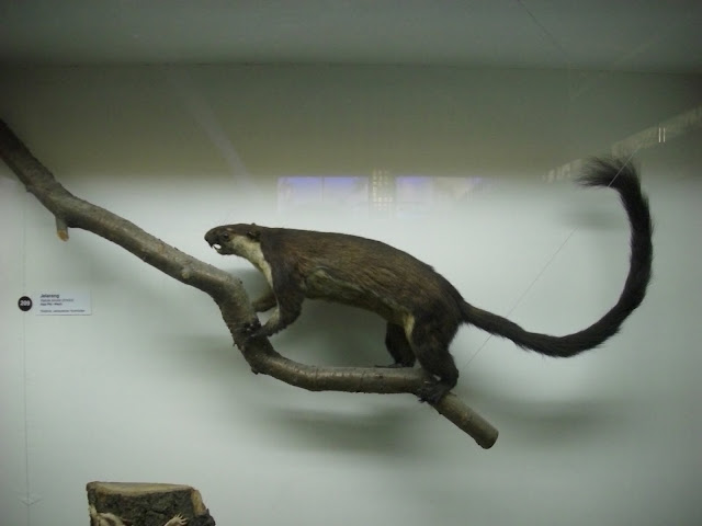 Muzeum Przyrodnicze we Wrocławiu - Jelarang