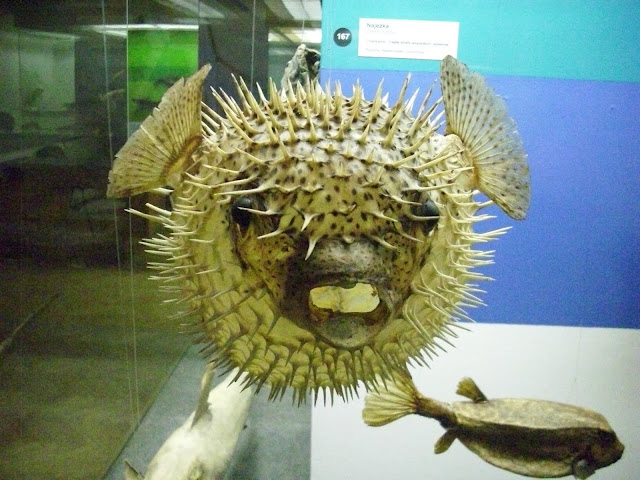 Muzeum Przyrodnicze we Wrocławiu - Najeżka