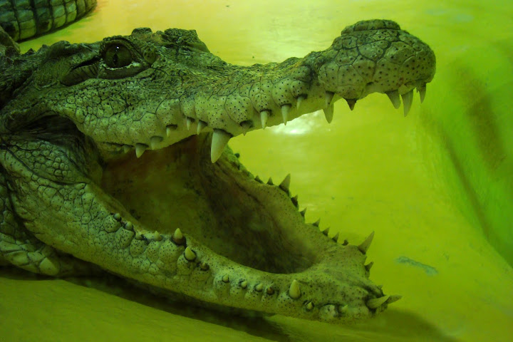 My już swojego oddaliśmy (do oliwskiego zoo)
