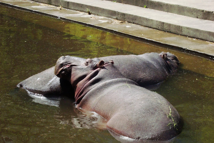 Kiwi i Hektorka - hipopotamy nilowe z oliwskiego zoo