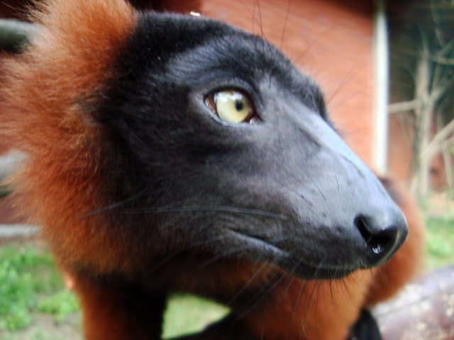 Z tak bliska lemura zobaczymy tylko we Wrocławiu