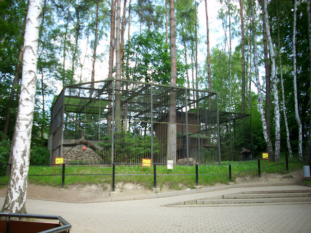 Wybieg pum - Zoo Oliwa