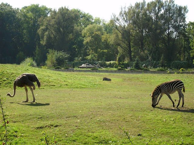Zebra i struś na jednym wybiegu - Zoo Opole