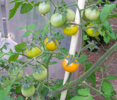 Yellow cherry tomato 'Gold Nugget' Yellow cherry tomato 'Gold Nugget'