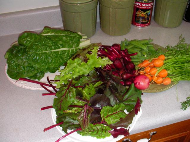 Swiss chard, lettuce, beets and greens, peas, 1 potato, carrot! Swiss chard, lettuce, beets and greens, peas, 1 potato, carrot!