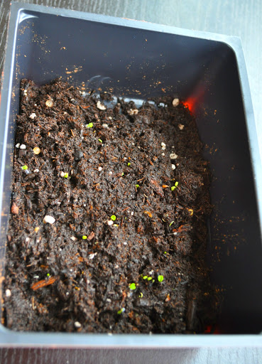 seedlings growing