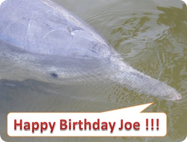 Joes_birthday_dolphin2
