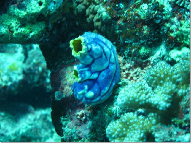 Great Barrier Reef 041