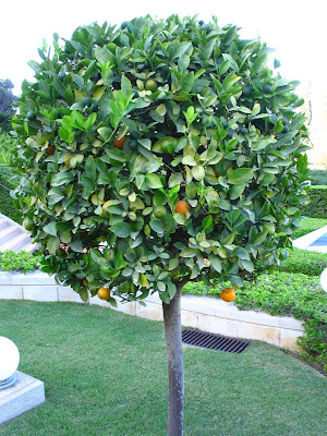 orange tree