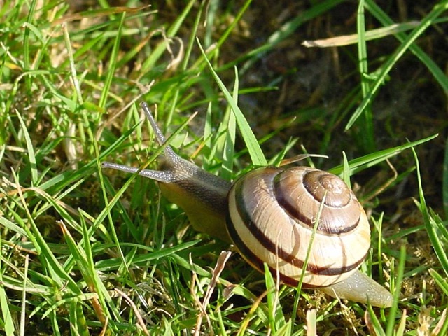 [harold1b[3].jpg]