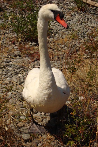 [swan1[5].jpg]