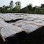 Before being stacked on bamboo ladders for even more drying...