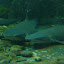 Sharks that look like they've been steamrollered