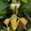 Skinny petalled orchids