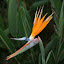 How cool is this flower?