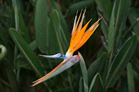 How cool is this flower?