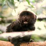 Geoldi's Monkey: They are highly sociable and use over 40 different calls to communicate.