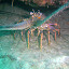 We saw about twelve lobster all huddled together across two rock shelves, they almost glow and look very cool!