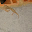 Geckos getting it on!