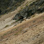 Weirdly we kept hearing birds around us at this altitude, the small ones were too quick but managed to snap this one.