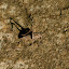 Grasshopper - not as interesting as Sticky Bob but that might be because we found out after the photo he was dead...