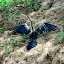 One of a huge variety of birds we saw; answers on a post card.