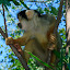 A cheeky squirrel monkey, who mainly came so close as they were on the hunt for chocolates. A big no!