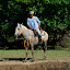 A very decorated carvalho and its owner out for an afternoon trot.