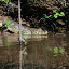 Another alligator slinking into the waters...