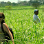 Wading through waist deep grass, Lynette strikes a Lara Croft pose...
