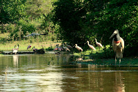 Lynette noted how the bird on the right looks exceptionally like a man in a costume just wandered into view...