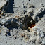 Beneath the salt crust lies 12m of salt, and evidently some water!