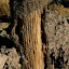 Inside the Cactus... Cactus wood! More popular than bamboo around here...