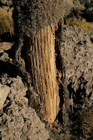 Inside the Cactus... Cactus wood! More popular than bamboo around here...